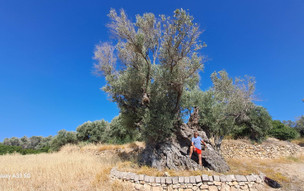 Pantelis