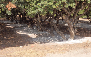 Agia Fotini