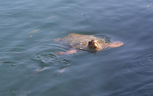 Kefalonie