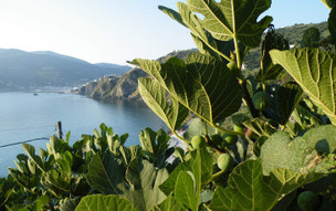 Kavouris