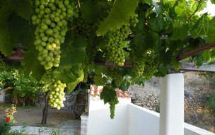 Kavouris