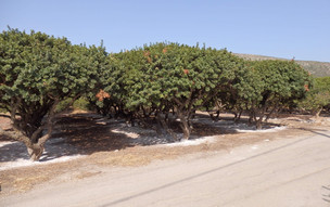 Agia Fotini