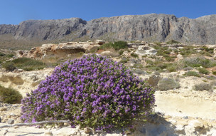 Kythira