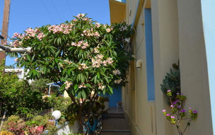 Papafotis Apartments & Suites