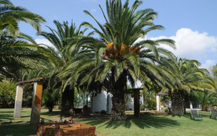 Pegasus Studios and Apartments