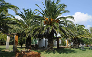 Pegasus Studios and Apartments