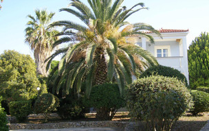Panselinos