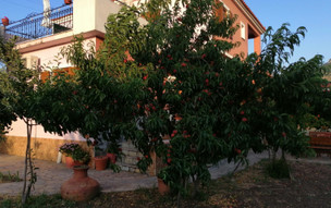 Vassilis Studios