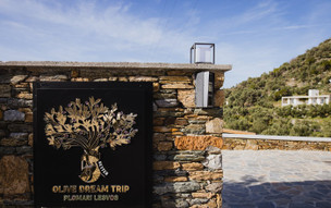 Five Olive Dream Trip