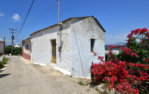 Nejstarší olivovník