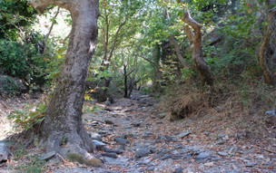 Ikaria