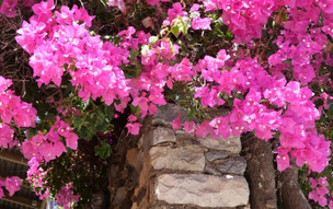 Ikaria