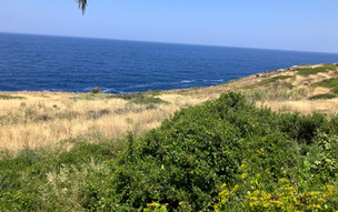 Ikaria