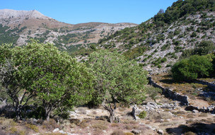 Ikaria
