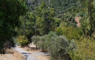 Ikaria