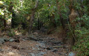 Ikaria