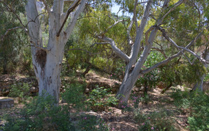 Kardamili