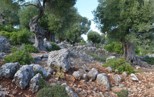 Ithaka