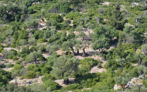 Ithaka