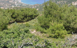 Kefalos
