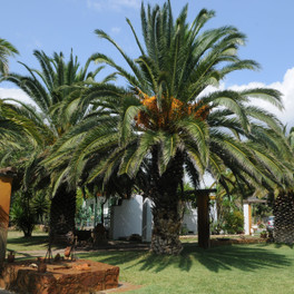 Pegasus Studios and Apartments
