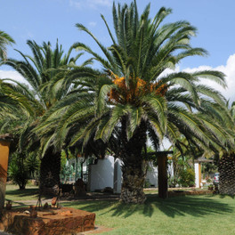 Pegasus Studios and Apartments